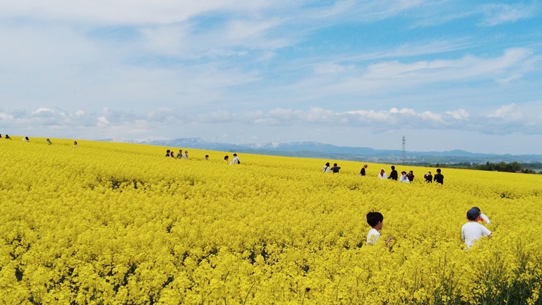 フォトレポート］2025 たきかわ菜の花まつり | かわたびほっかいどう