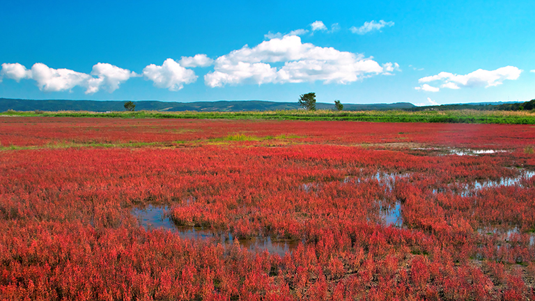 サンゴ草の赤と湖のコントラストが美しい能取湖のサンゴ草群落 かわたびほっかいどう