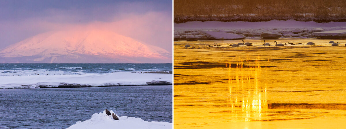 左）天塩川から利尻富士とオジロワシを望む　右）天塩川の朝陽とコハクチョウ