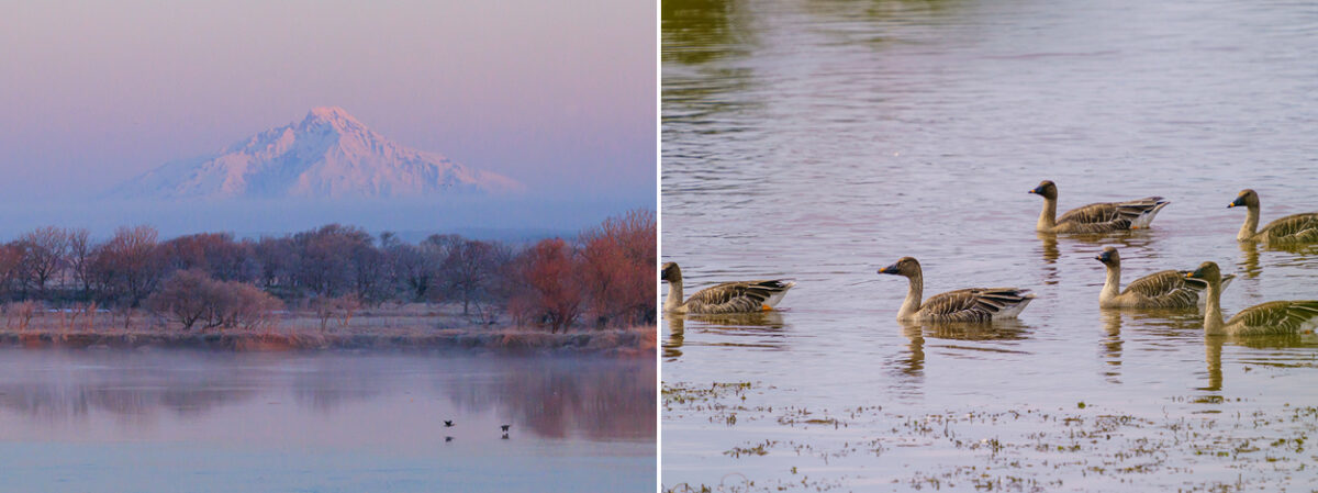 左）天塩川から利尻富士とサロベツ原野を望む　右）オオヒシクイ