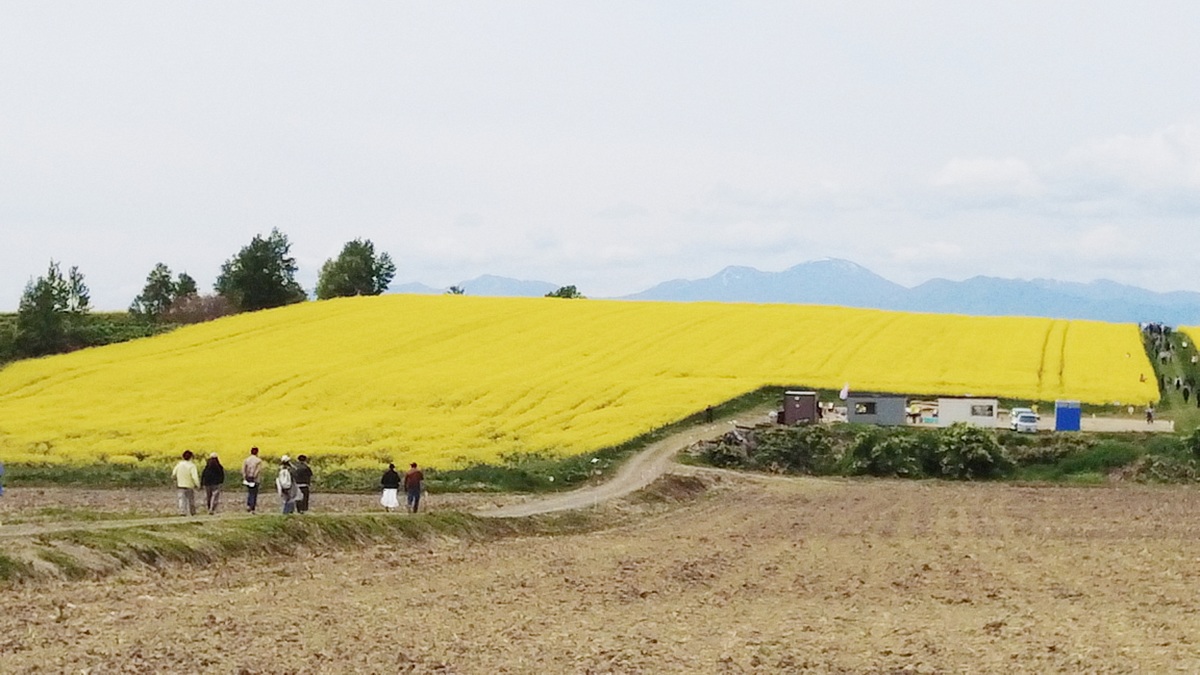 [Photo Report]2025 Takikawa Canola Flower Festival | かわたびほっかいどう