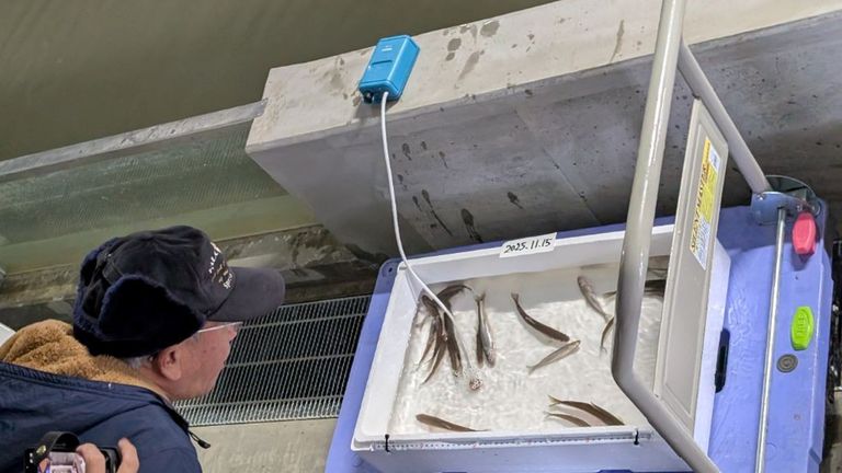 ししゃもふ化場見学会