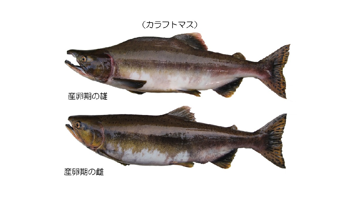 お気軽にコメントください】カラフトマス剥製 カラフトマス剥製 | 魚剝 