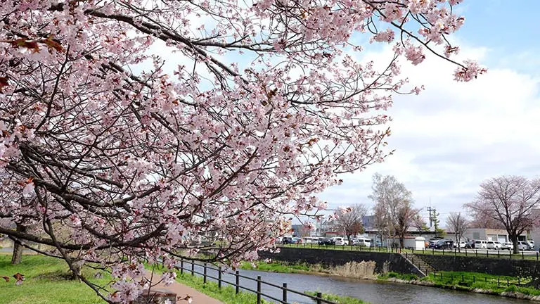 千歳川の桜
